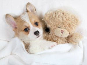 Top 10 Lessons About Teddy Bear Dog To Learn Before You Hit 30